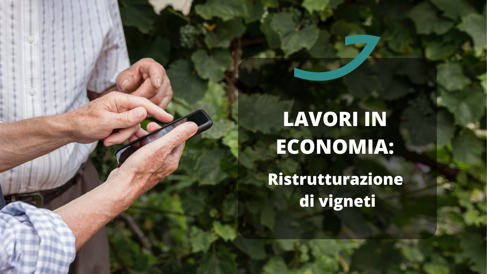 lavori in economia ristrutturazione vigneti